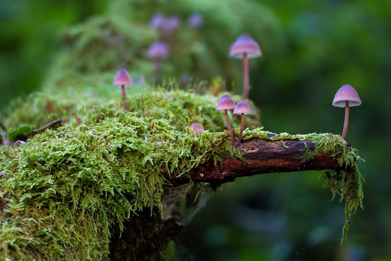 Moss-Covered Centerpieces