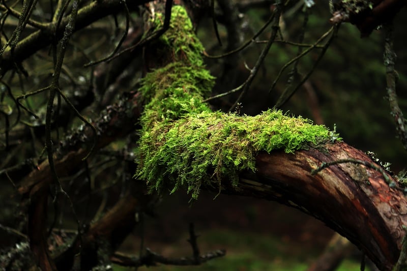 Forest moss